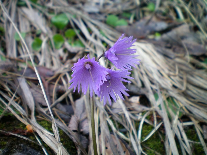 fleur soldanelle