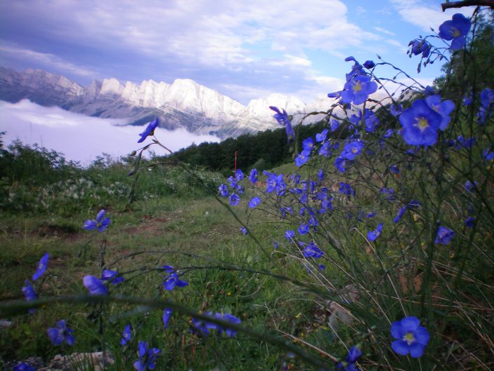 paysage fleur