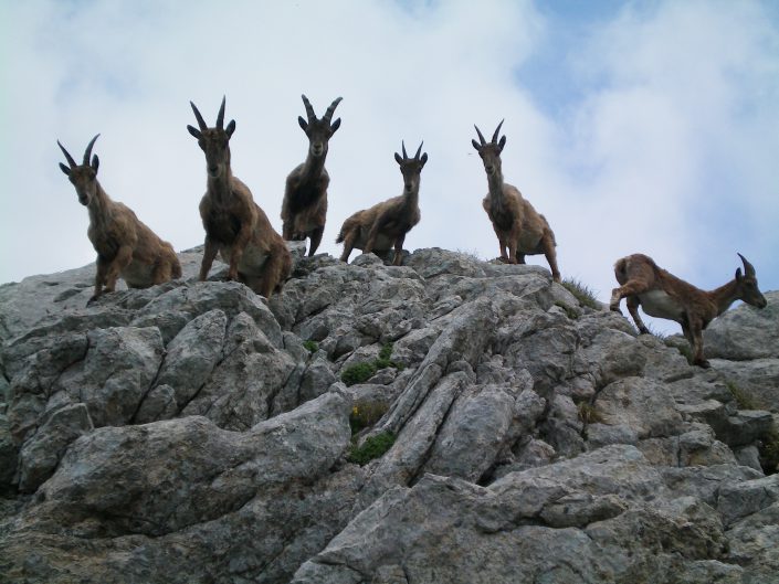 animaux montagne