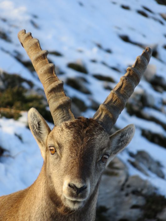 randonnée animaux